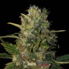 Santa Muerte FB · Blimburn Seeds · cannabis seeds · Fem