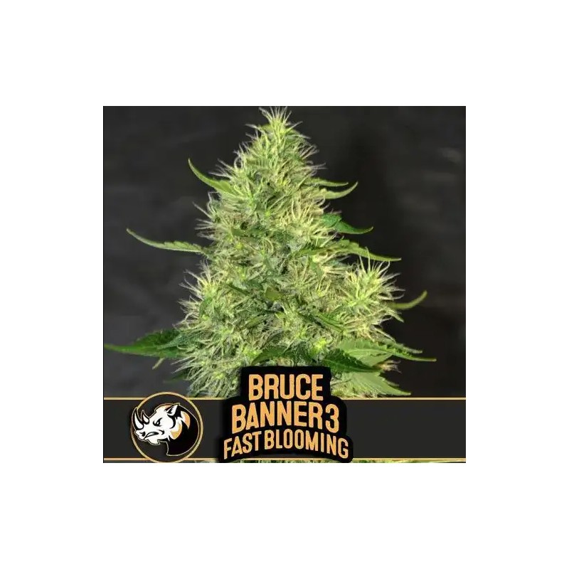 Bruce Banner 3 FB · Blimburn Seeds · semillas de marihuana · Fem