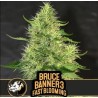 Bruce Banner 3 FB · Blimburn Seeds · semillas de marihuana · Fem