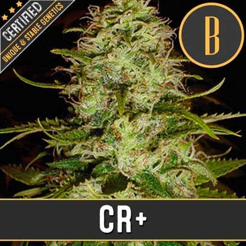 CR+ · Blimburn Seeds · semillas de marihuana · Fem