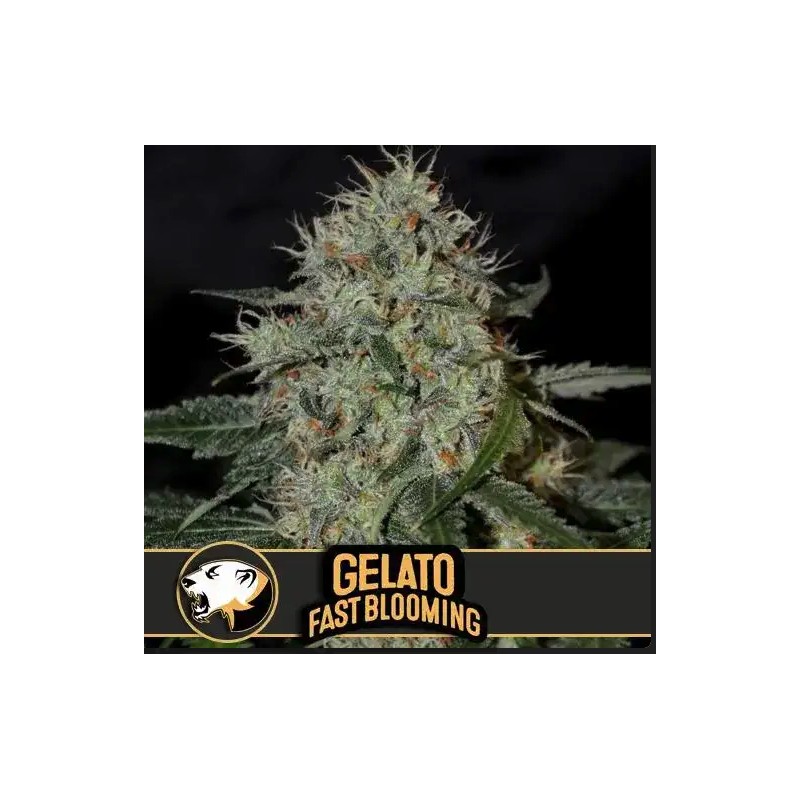 Gelato FB · Blimburn Seeds · semillas de marihuana · Fem
