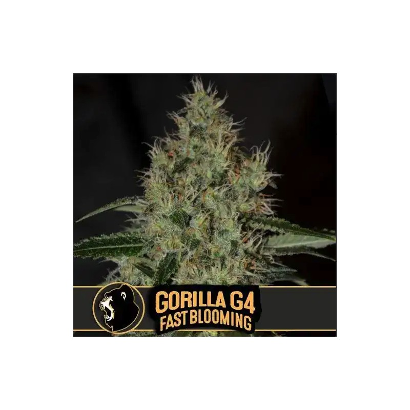 Gorilla Glue 4 FB · Blimburn Seeds · semillas de marihuana · Fem