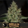Gorilla Glue 4 FB · Blimburn Seeds · semillas de marihuana · Fem