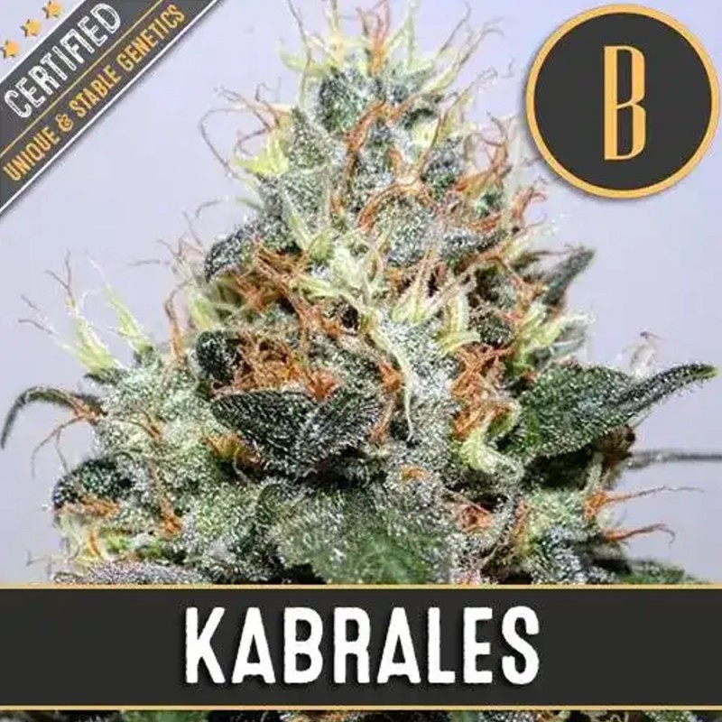 Kabrales · Blimburn Seeds · semillas de marihuana · Fem