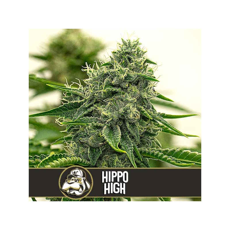 Hippo High · Blimburn Seeds · semillas de marihuana · Fem