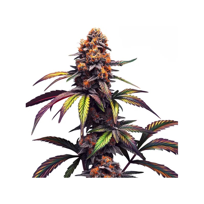 Mamba Negra CBG · Blimburn Seeds · semillas de marihuana · Fem
