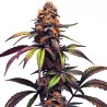 Mamba Negra CBG · Blimburn Seeds · semillas de marihuana · Fem
