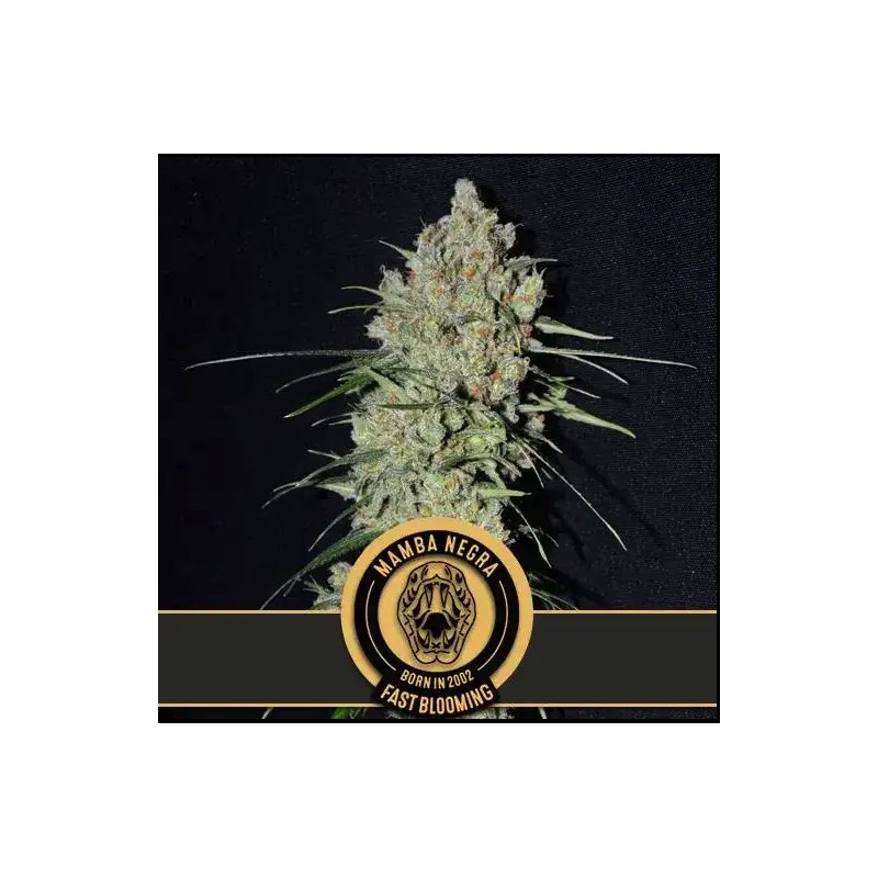 Mamba Negra FB · Blimburn Seeds · semillas de marihuana · Fem