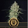 Mamba Negra FB · Blimburn Seeds · semillas de marihuana · Fem