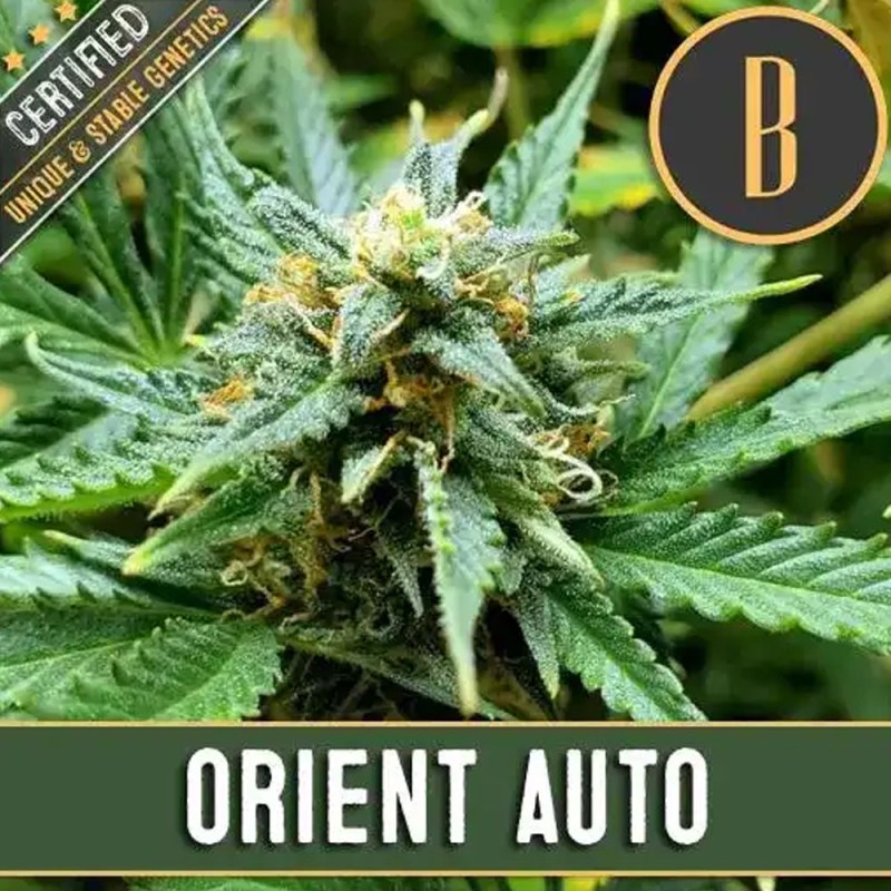 Orient Auto · Blimburn Seeds · semillas de marihuana · AutoFem