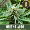Orient Auto · Blimburn Seeds · semillas de marihuana · AutoFem