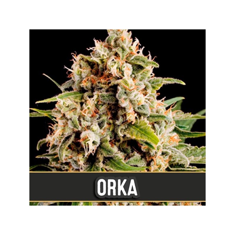 Orka · Blimburn Seeds · semillas de marihuana · Fem