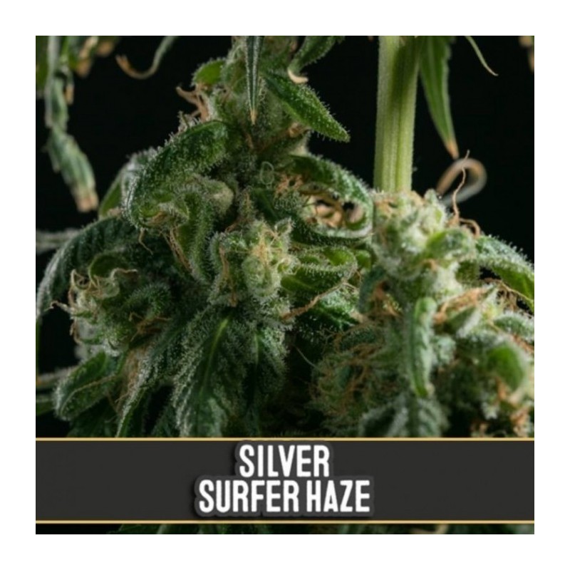 Silver Surfer Haze · Blimburn Seeds · semillas de marihuana · Fem
