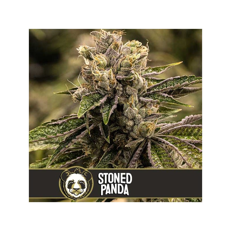 Stoned Panda · Blimburn Seeds · semillas de marihuana · Fem