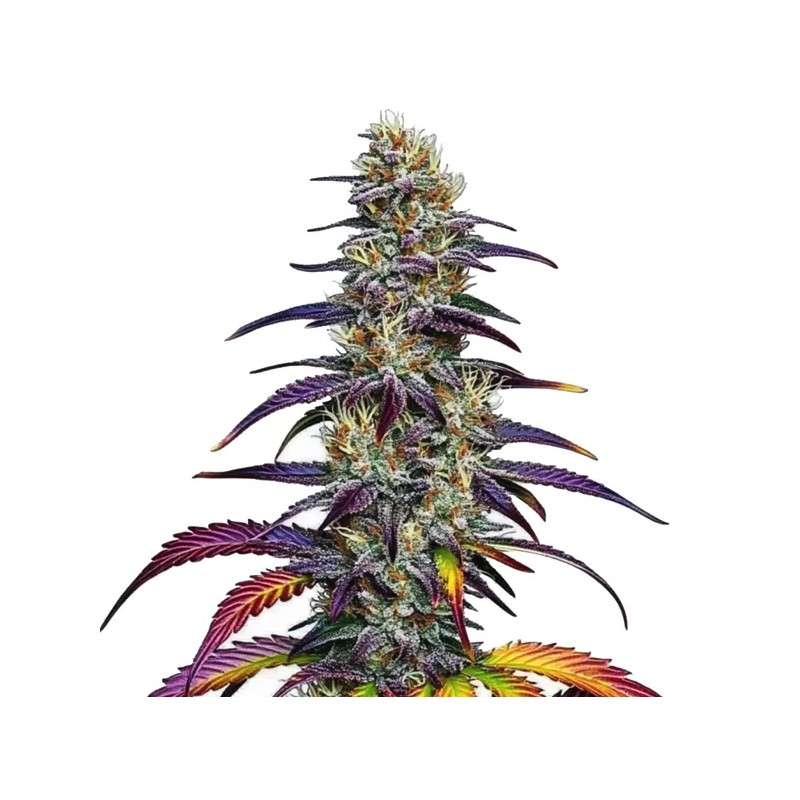 Blue Dream · Blimburn Seeds · semillas de marihuana · Fem
