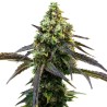 Cafe Racer · Blimburn Seeds · semillas de marihuana · Fem