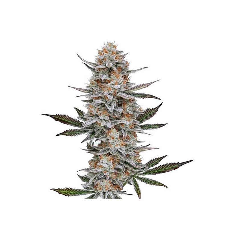 Chemdog 4 · Blimburn Seeds · semillas de marihuana · Fem