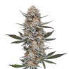 Chemdog 4 · Blimburn Seeds · semillas de marihuana · Fem