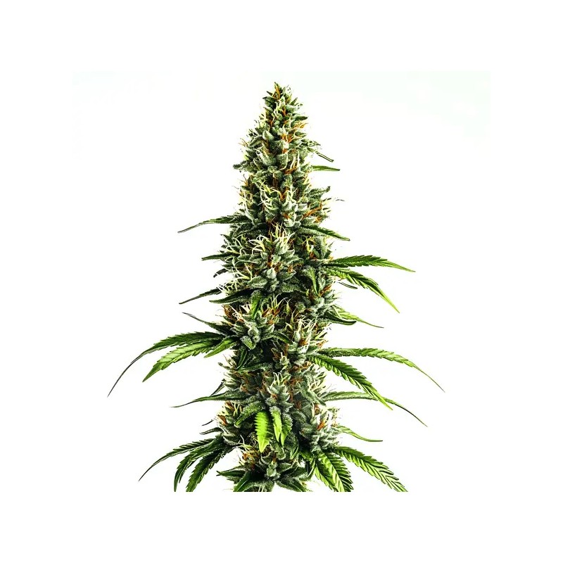 Chocolopez · Blimburn Seeds · semillas de marihuana · Fem