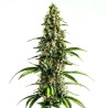 Chocolopez · Blimburn Seeds · semillas de marihuana · Fem