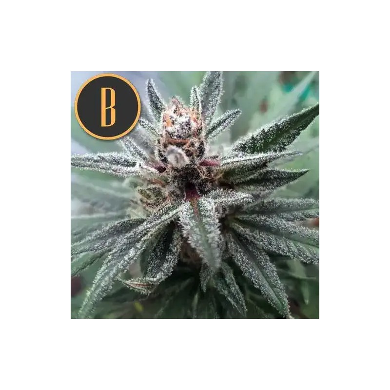 Cindy 99 · Blimburn Seeds · semillas de marihuana · Fem
