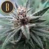 Cindy 99 · Blimburn Seeds · semillas de marihuana · Fem