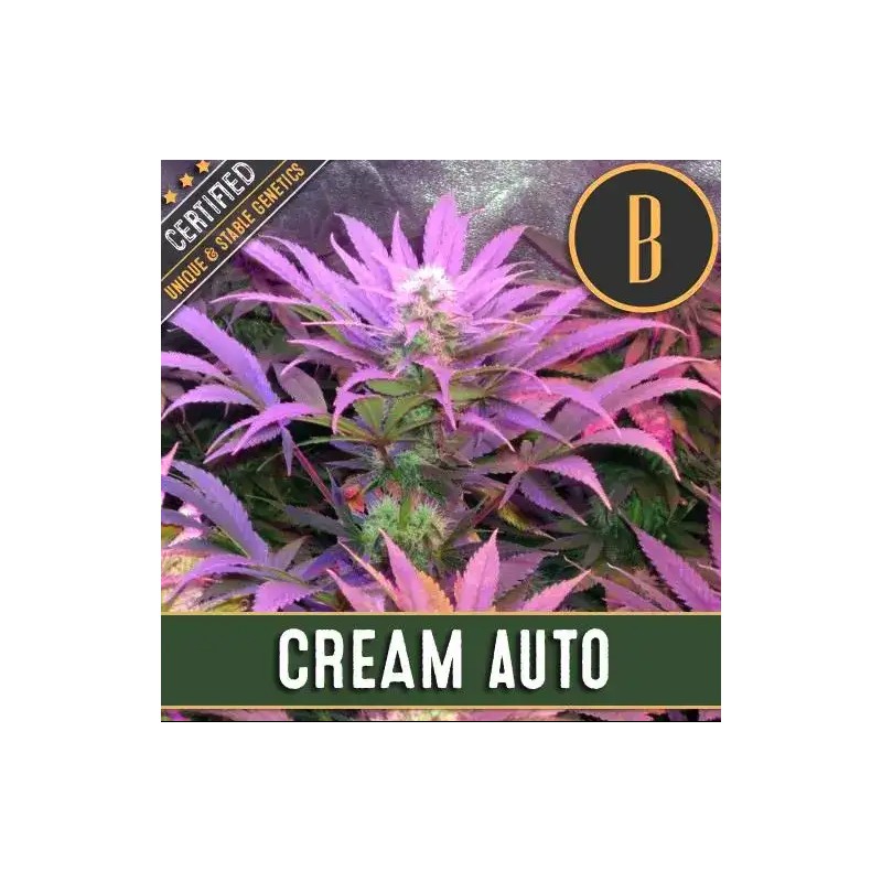 Cream Auto · Blimburn Seeds · semillas de marihuana · AutoFem