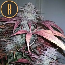 Critical Daddy Purple · Blimburn Seeds · semillas de marihuana · Fem