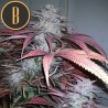 Critical Daddy Purple · Blimburn Seeds · semillas de marihuana · Fem