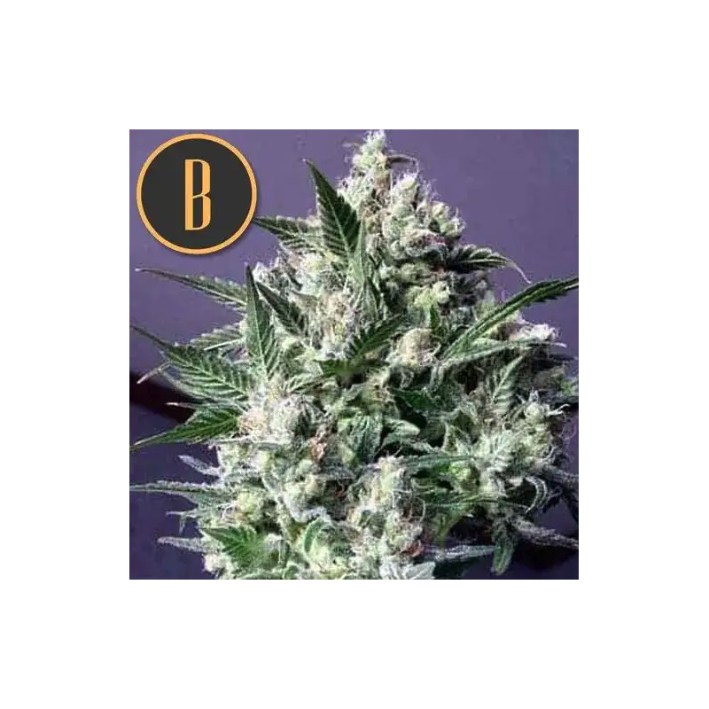 Dama Blanca · Blimburn Seeds · semillas de marihuana · Fem