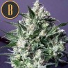 Dama Blanca · Blimburn Seeds · semillas de marihuana · Fem