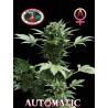 AUTOMATIC BIG BUDDHA · Big Buddha Seeds · cannabis seeds · AutoFem