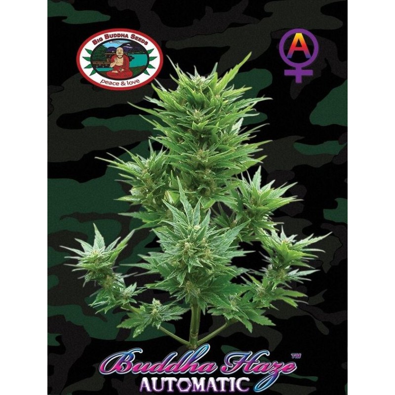 BUDDHA HAZE AUTOMATIC · Big Buddha Seeds · semillas de marihuana · AutoFem