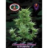 BUDDHA HAZE AUTOMATIC · Big Buddha Seeds · semillas de marihuana · AutoFem