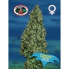 CHEESY DICK · Big Buddha Seeds · semillas de marihuana · Fem