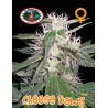 CHEESE DAWG · Big Buddha Seeds · semillas de marihuana · Fem