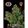 CHIESEL AUTOMATIC · Big Buddha Seeds · semillas de marihuana · AutoFem