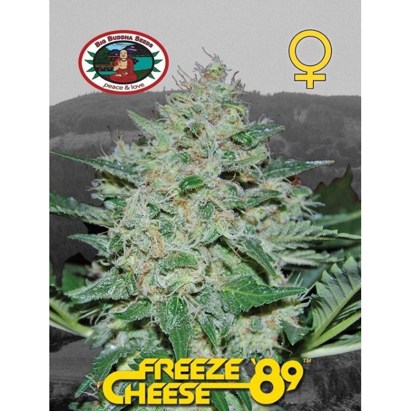 FREEZE CHEESE 89 · Big Buddha Seeds · semillas de marihuana · Fem