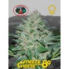 FREEZE CHEESE 89 · Big Buddha Seeds · semillas de marihuana · Fem