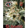 G-BOMB · Big Buddha Seeds · cannabis seeds · Fem