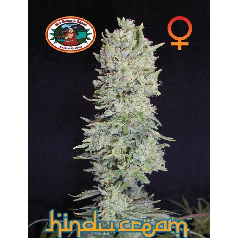 HINDU CREAM · Big Buddha Seeds · semillas de marihuana · Fem