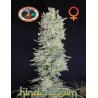 HINDU CREAM · Big Buddha Seeds · semillas de marihuana · Fem
