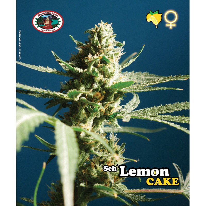 SCH LEMON CAKE  · Big Buddha Seeds · semi di canapa · Fem