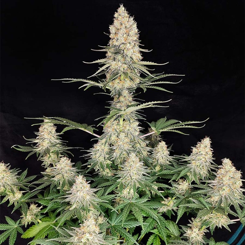 QUASAR · 10 · Buddha Seeds · semillas de marihuana  · AutoFem