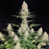 QUASAR · 10 · Buddha Seeds · semillas de marihuana  · AutoFem