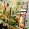 ASSORTED AUTO · Buddha Seeds · semillas de marihuana · AutoFem