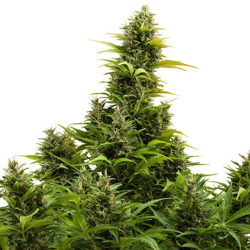 AUTO MEDIKIT CBD · Buddha Seeds · semillas de marihuana  · AutoFem