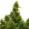 AUTO MEDIKIT CBD · Buddha Seeds · semi di canapa indiana  · AutoFem