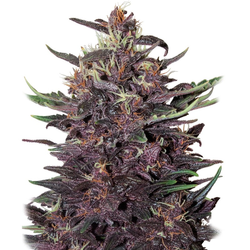 BUDDHA PURPLE KUSH AUTO · Buddha Seeds · semillas de marihuana  · AutoFem