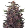 BUDDHA PURPLE KUSH AUTO · Buddha Seeds · semillas de marihuana  · AutoFem
